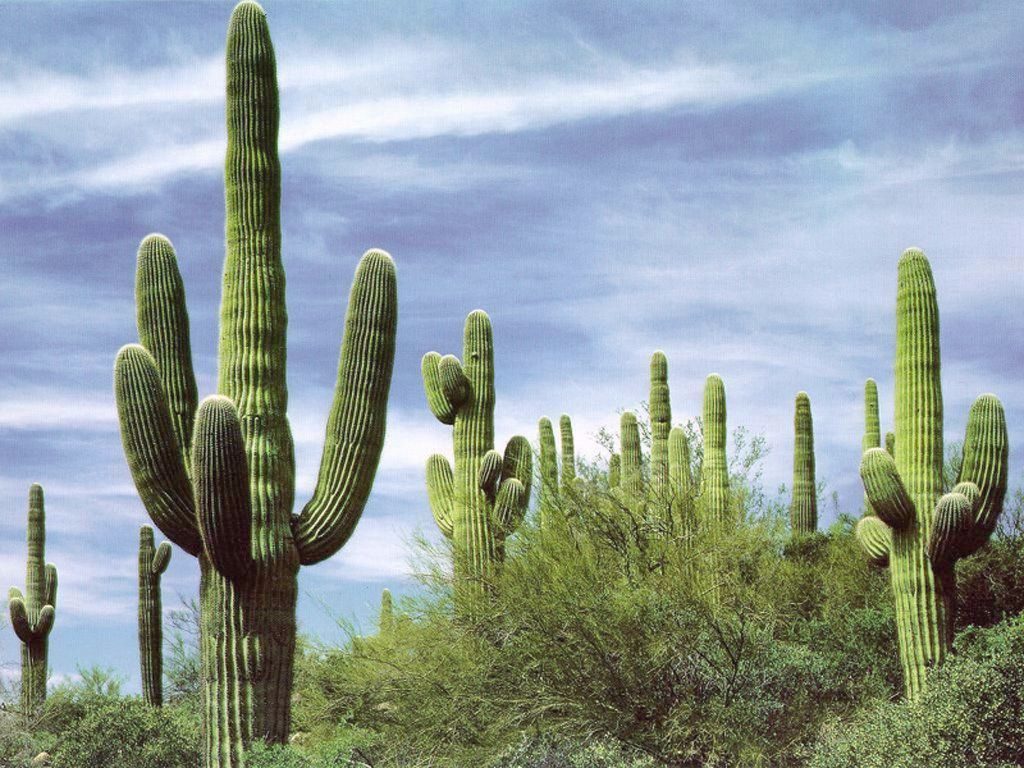 Kaktusi Dom2