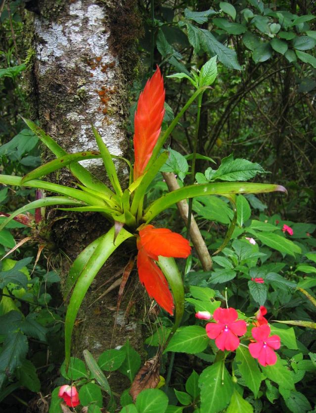 bromelija-priroda-domnakvdrat