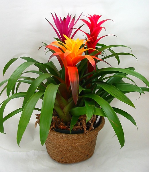 bromelija-u-tegli-domnakvadrat