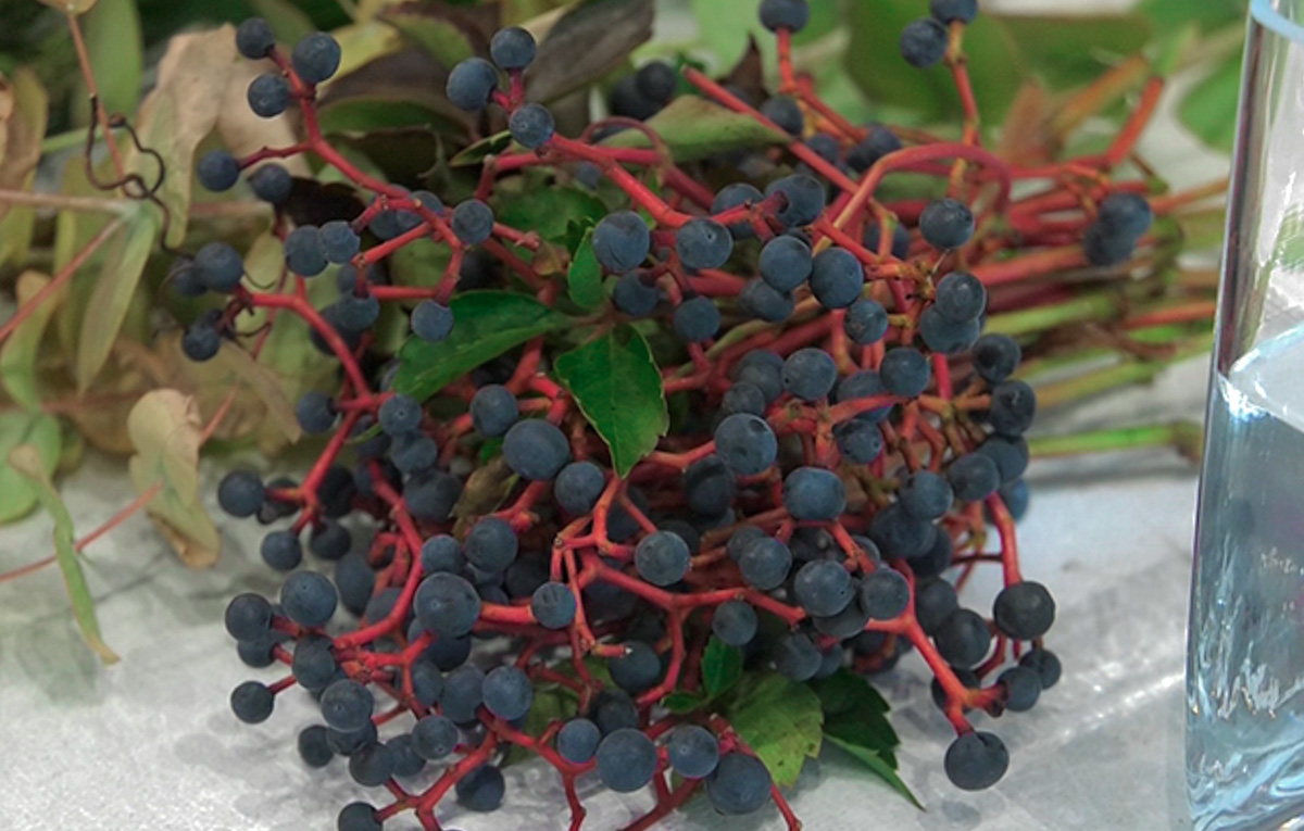 jesen-lisce-aranzman-sasa-sekoranja-domnakvadrat