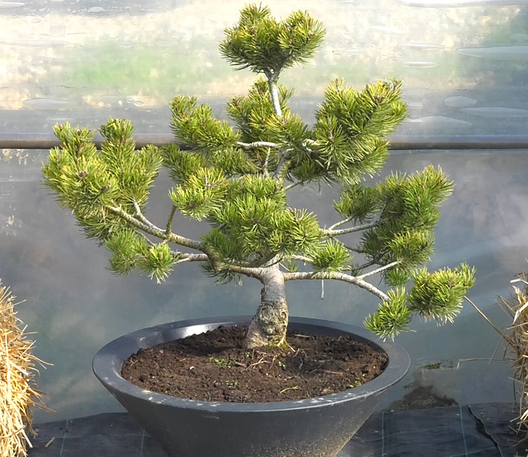 bonsai biljke crnogorica dom2 vrtni centar sestine