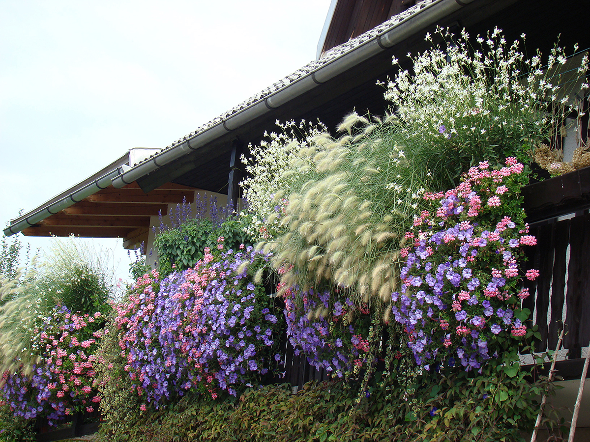 ljubicasti-balkon-u-cvatu-plantella-domnakvadrat