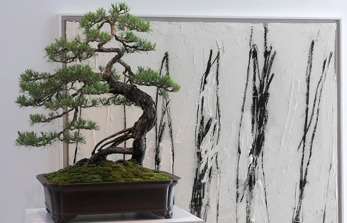 bonsai-izlozba-expo-domnakvadrat