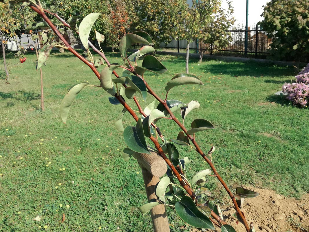 plantella-organska-gnojiva-domnakvadrat
