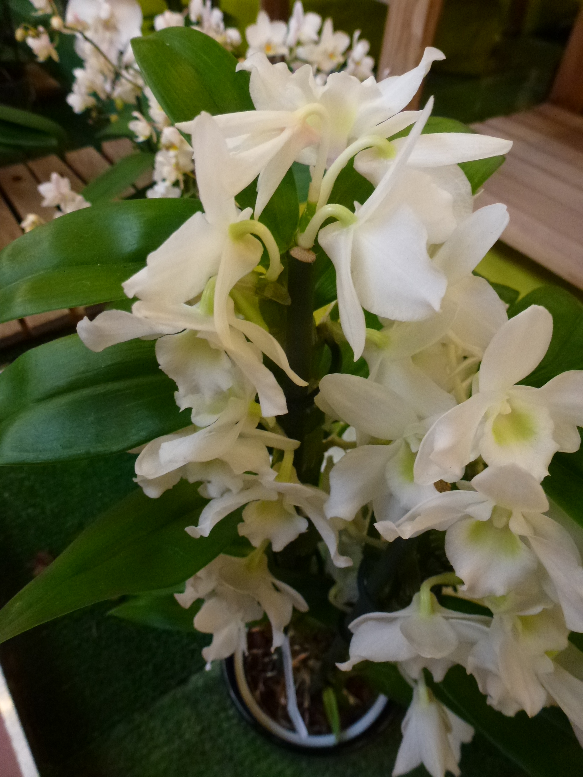 Dendrobium-orhideja-plantella-domnakvadrat