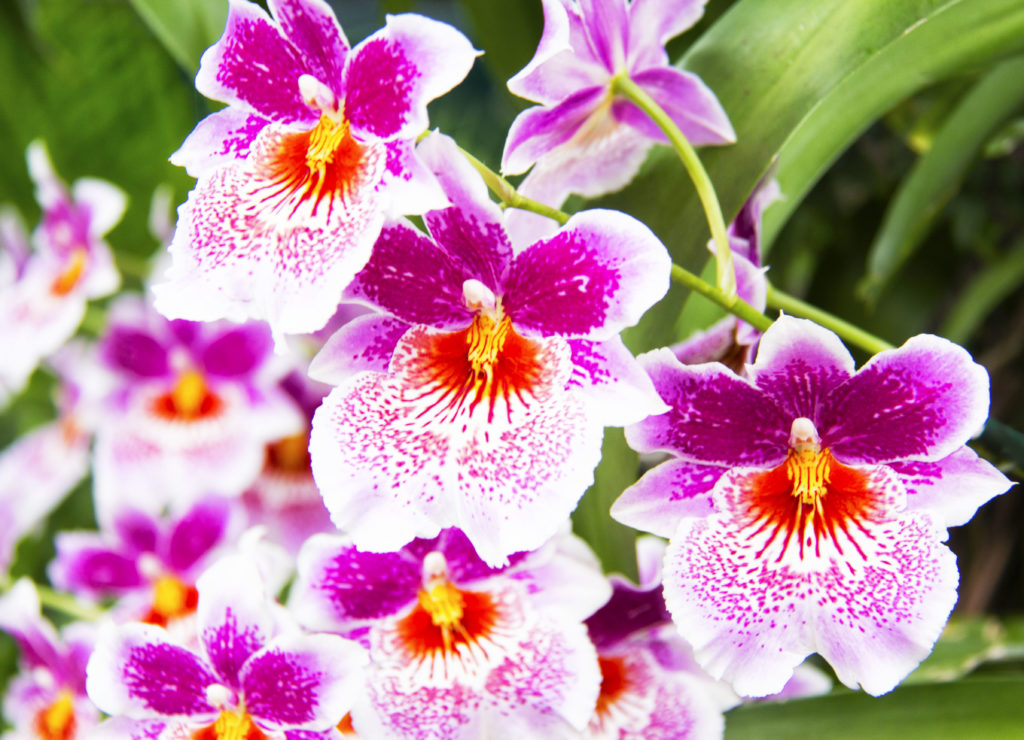 Miltonia-orhideja-plantella-domnakvadrat