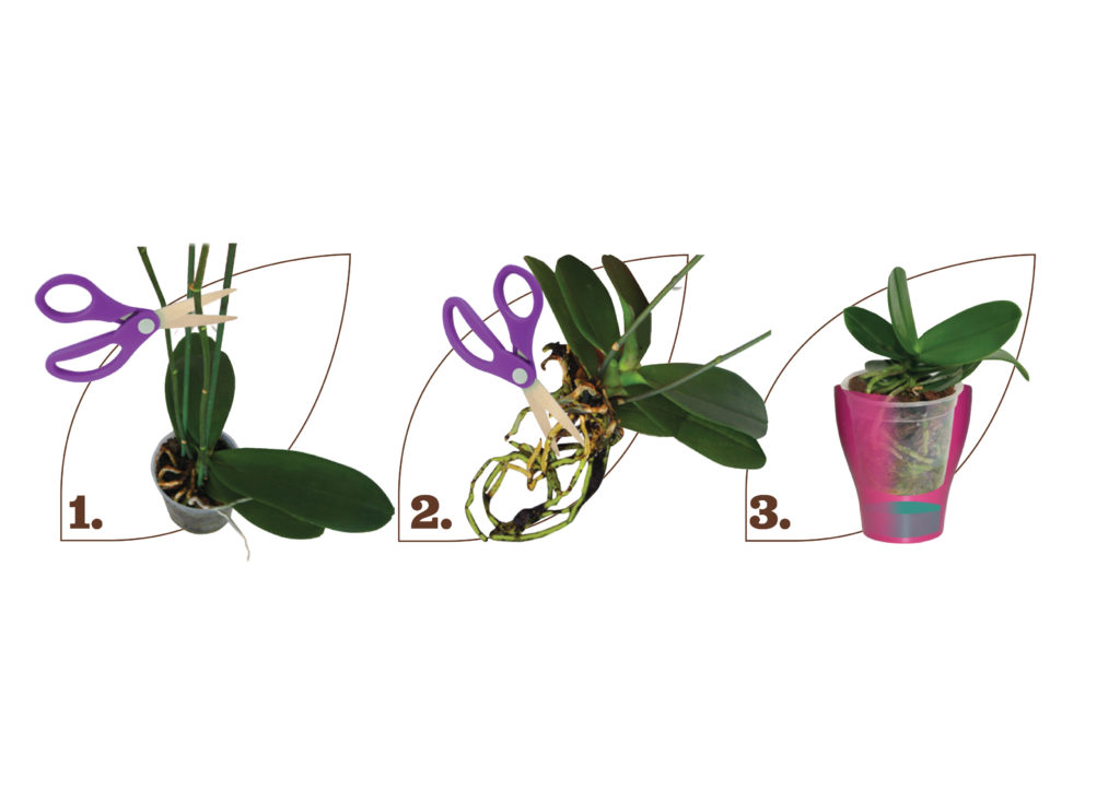presadnja-orhideja-plantella-domnakvadrat