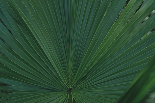 areca-palma-biljka-domnakvadrat