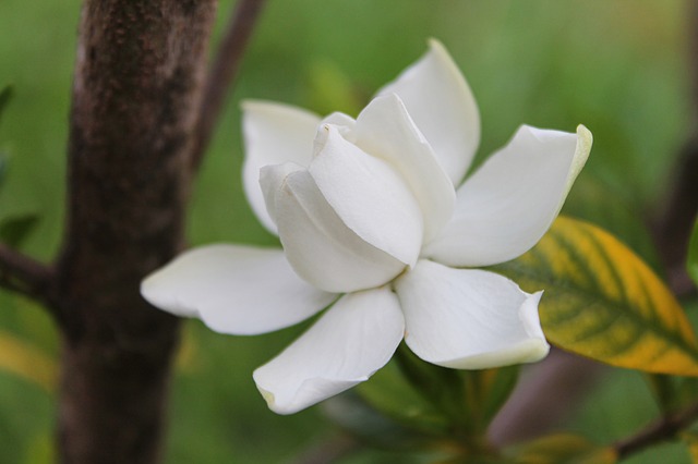 gardenia-biljka-domnakvadrat