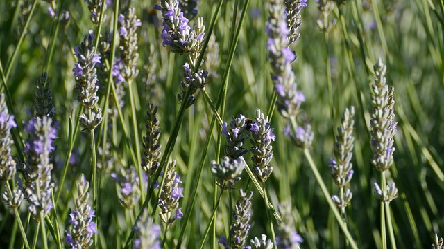 lavanda-biljke-domnakvadrat