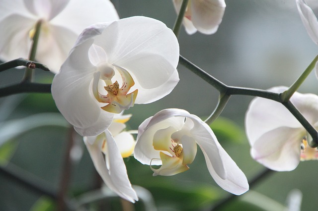 orhideja-biljka-domnakvadrat