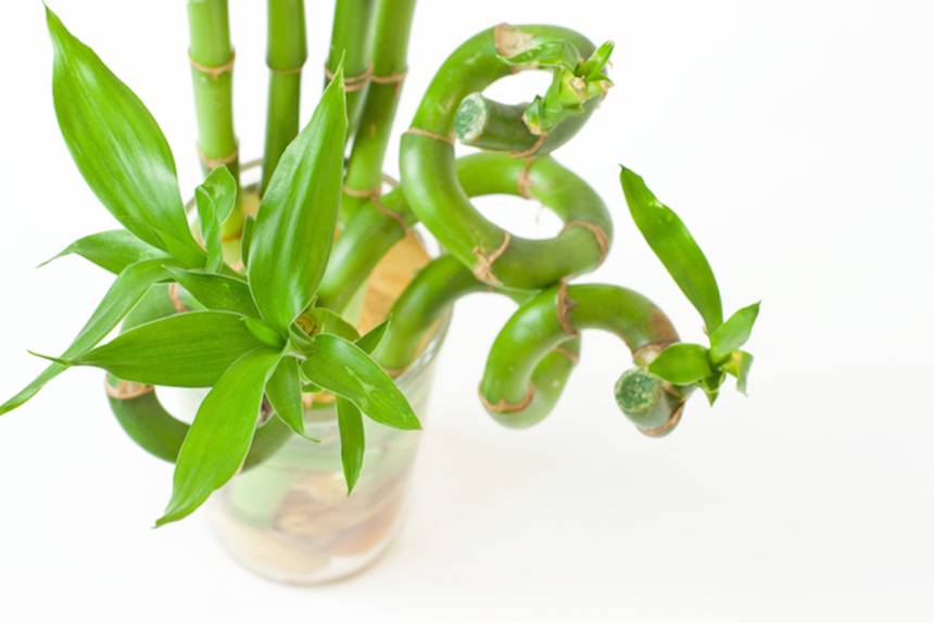 sretni-bambus-biljka-domnakvadrat