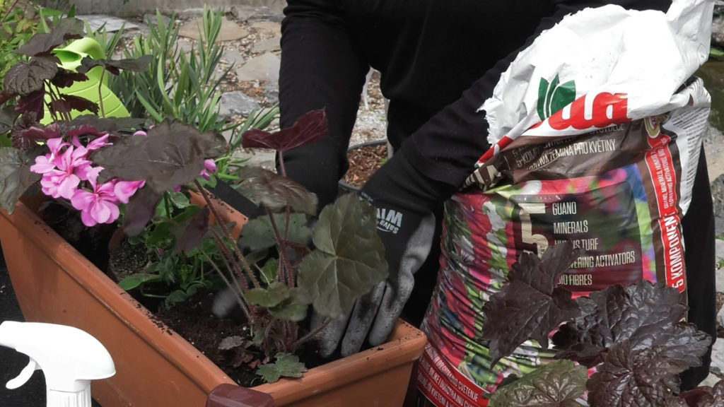 heuchera-pelargonia-sareni-vert-plantella-domnakvadrat