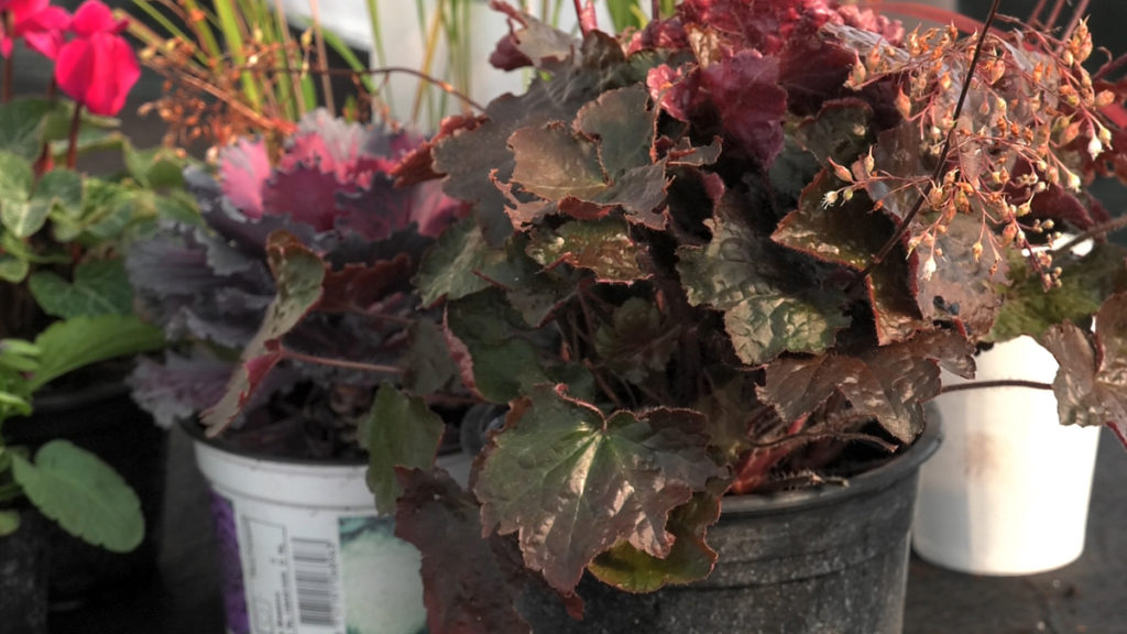 heuchera-vrtni-centar-sestine-domnakvadrat