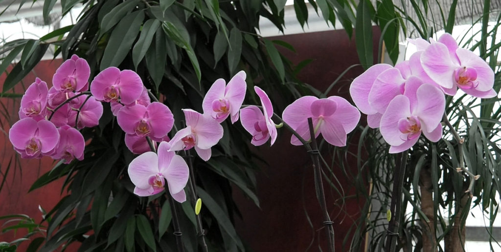orhideje-phalenospsis-domnakvadrat