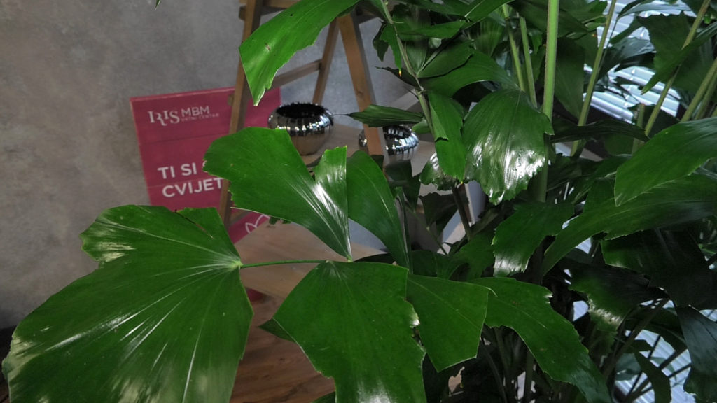 biljke-za-tamne-prostore-caryota-mitis-iris-mbm-vrtni-centar-domnakvadrat