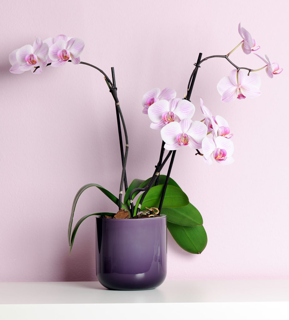 roza-orhideja-u-tegli-domnakvadrat