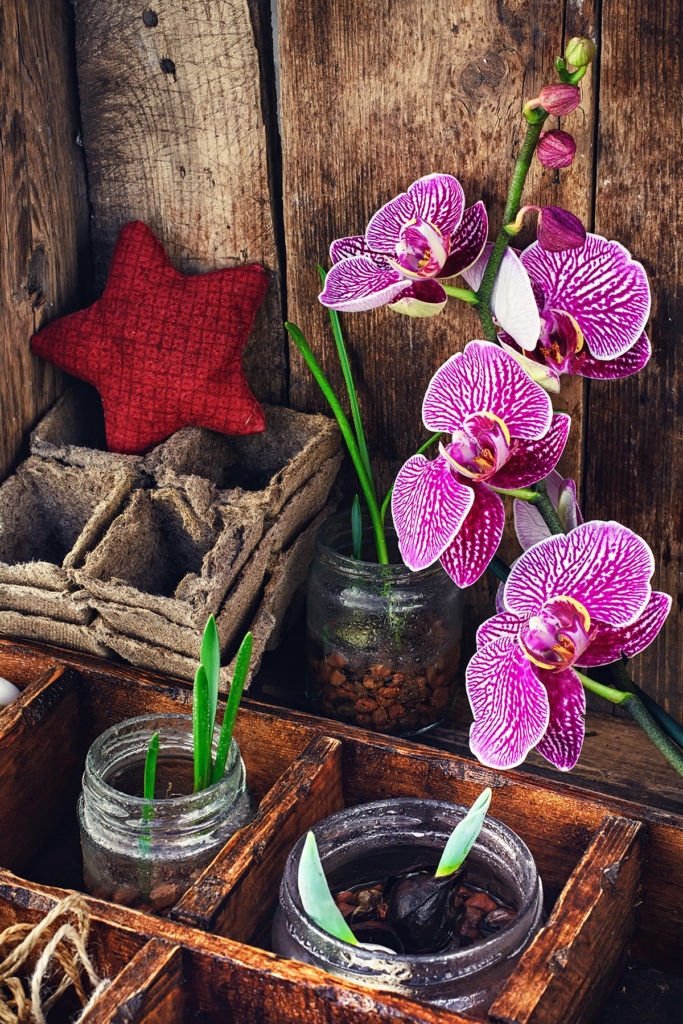 presadivanje-orhideja-u-proljece-domnakvadrat