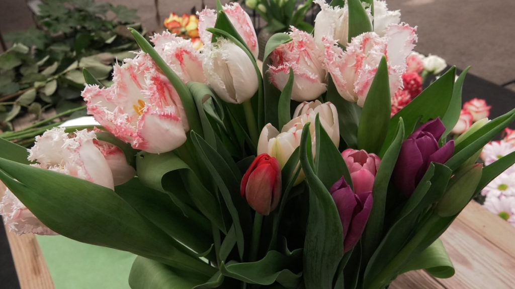 tulipani-u-vazi-domnakvadrat