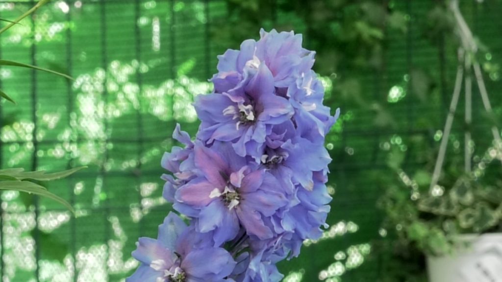 delfinium-cvijet-iris-mbm-vrtni-centar-domnakvadrat