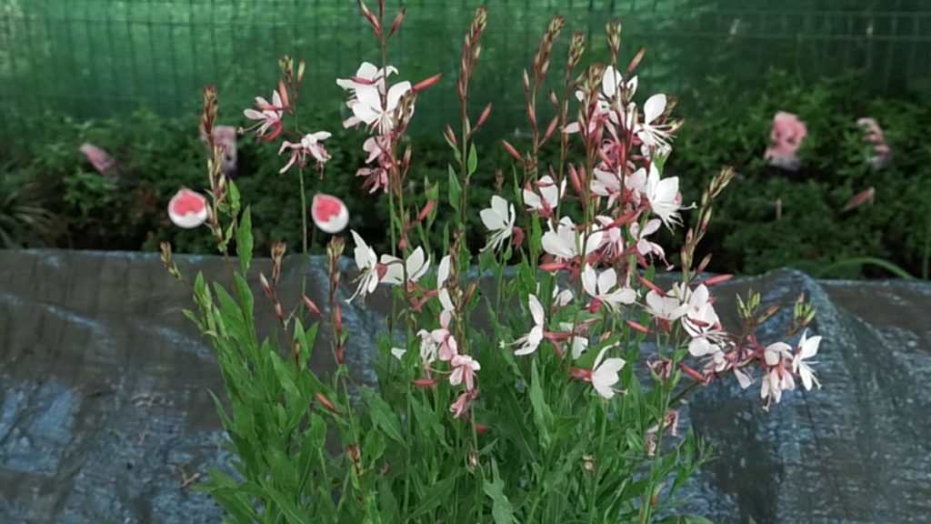 gaura-iris-mbm-vrtni-centar-domnakvadrat