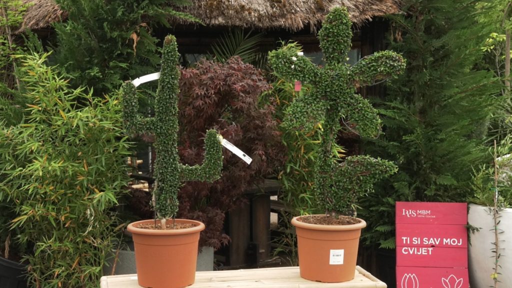 kaktus-cvijet-topijari-iris-MBM-vrtni-centar-domnakvadrat