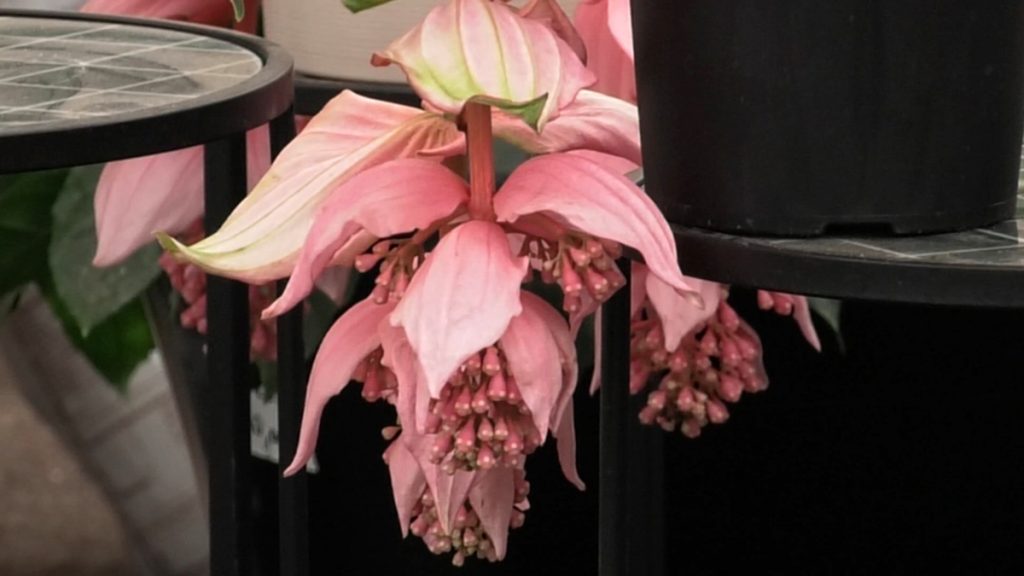 medinila-magnifica-cvijet-domnakvadrat