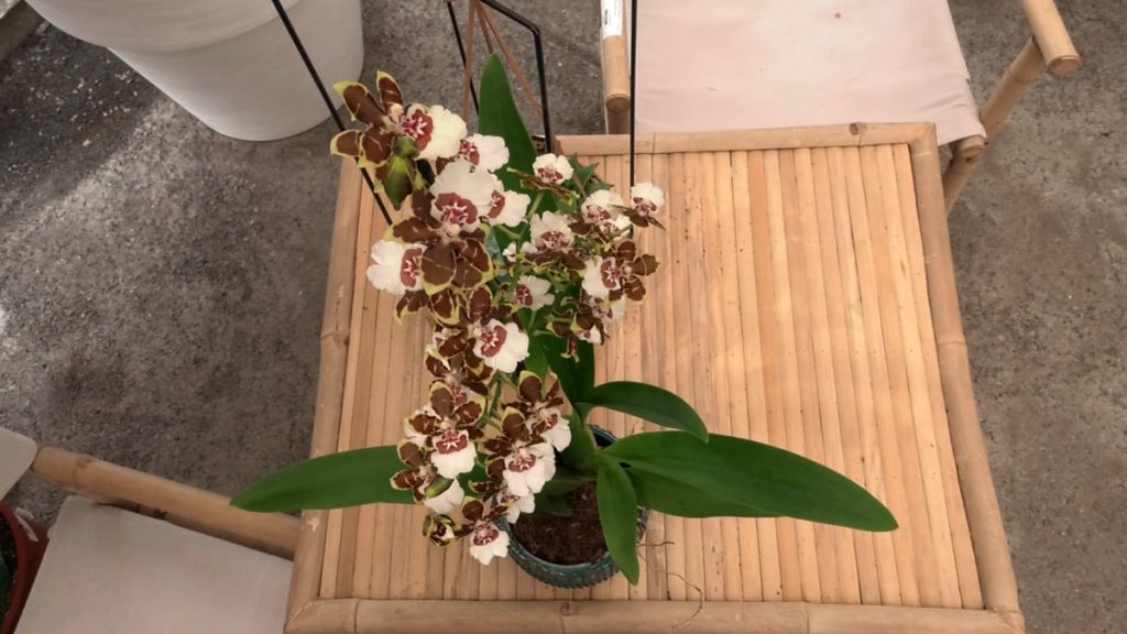orhideja-sobno-bilje-domnakvadrat