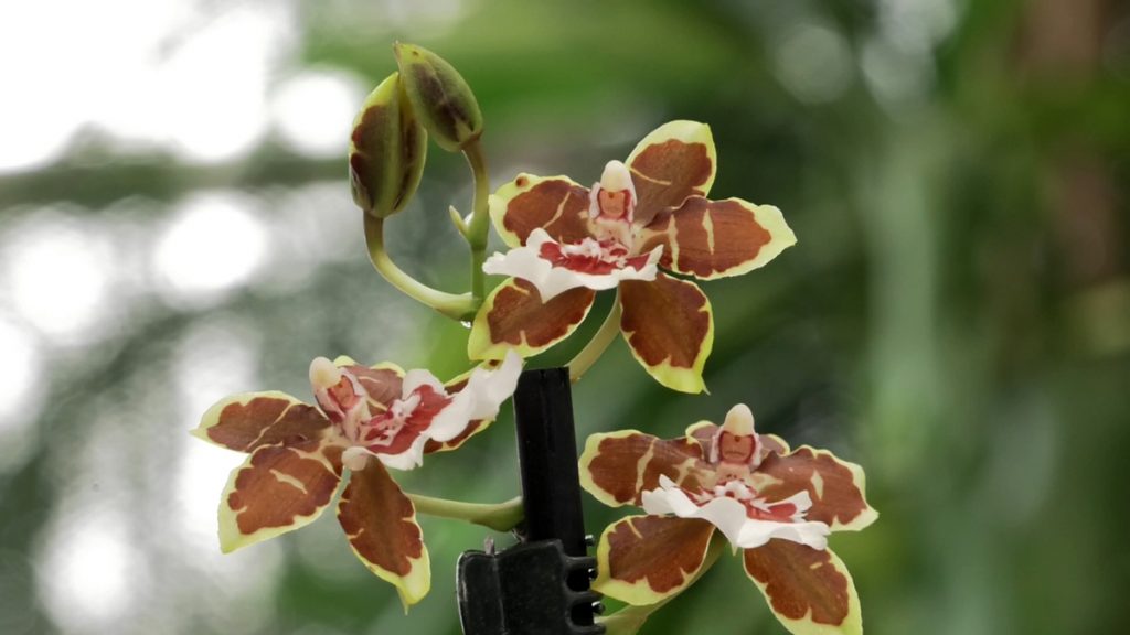 orhideja-cvijet-domnakvadrat