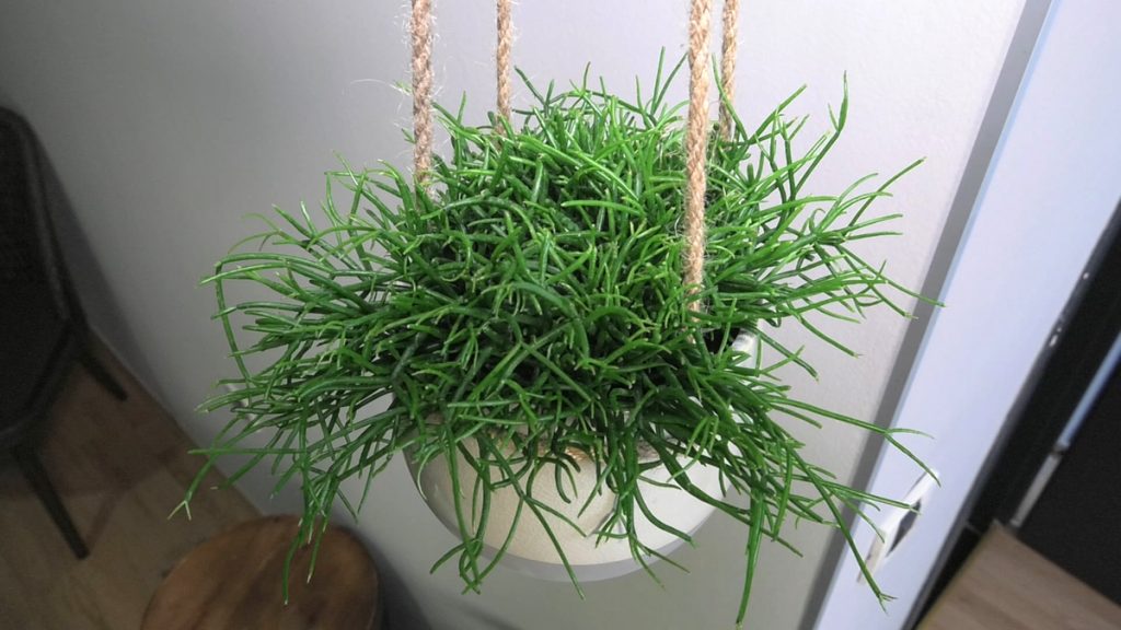 rhipsalis-puzavica-iris-mbm-domnakvadrat