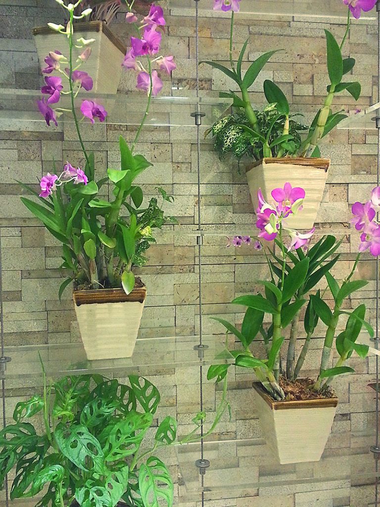 orhideje-viseće-tegle-domnakvadrat