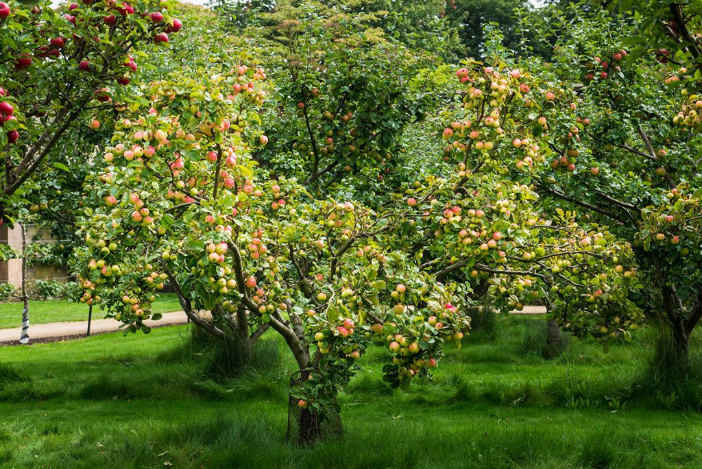 stablo-jabuke-vrt-domnakvadrat