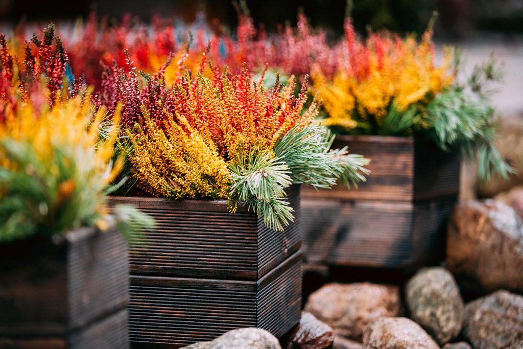 žardinjere-cvijeće-jesen-domnakvadrat