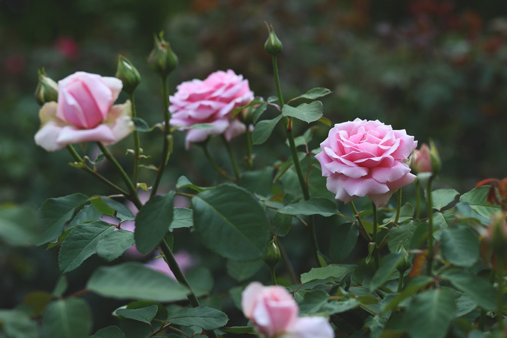 vrt-roze-ruže-domnakvadrat
