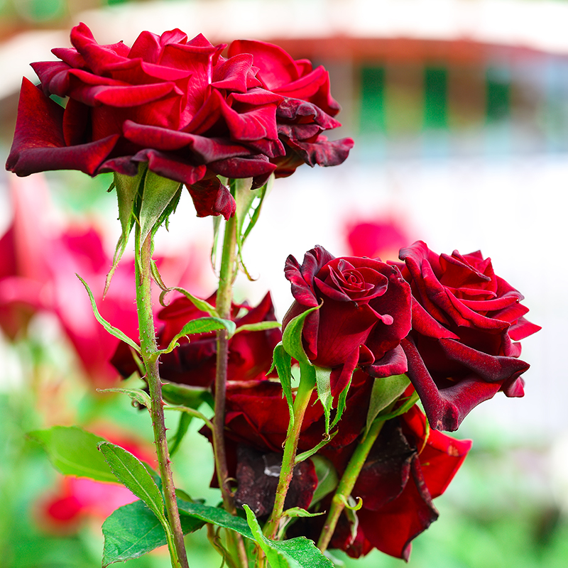 crvene-ruže-vrt-domnakvadrat