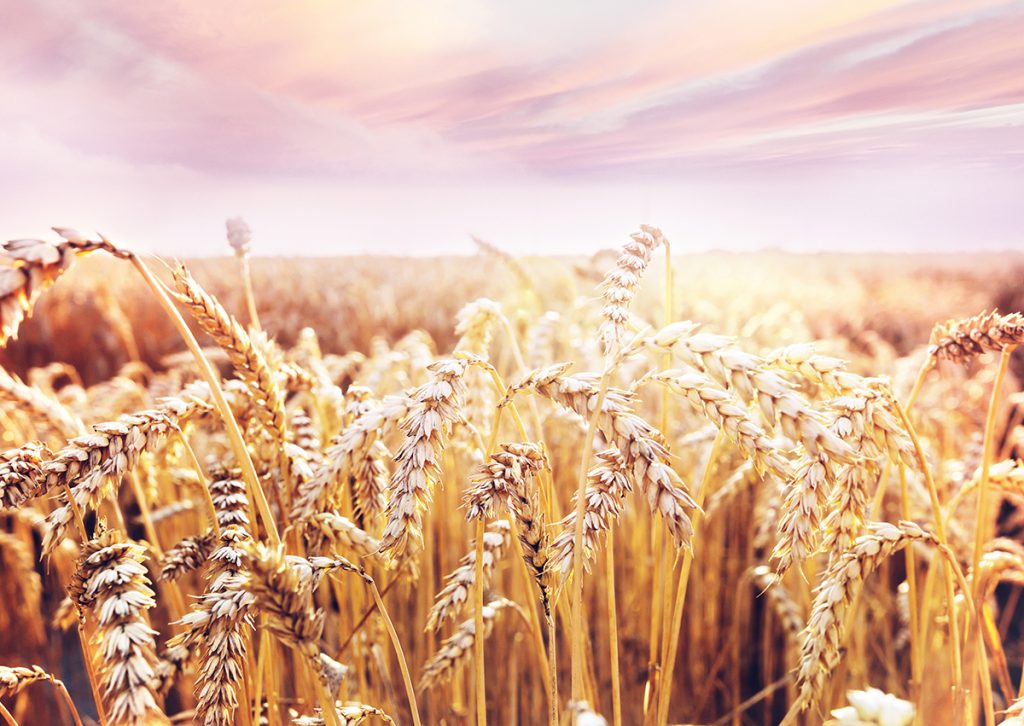 polje-pšenica-domnakvadrat