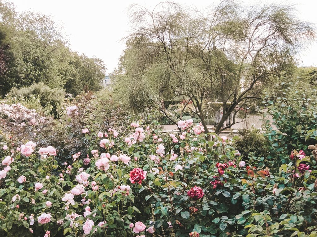 engleski-vrt-ruže-domnakvadrat