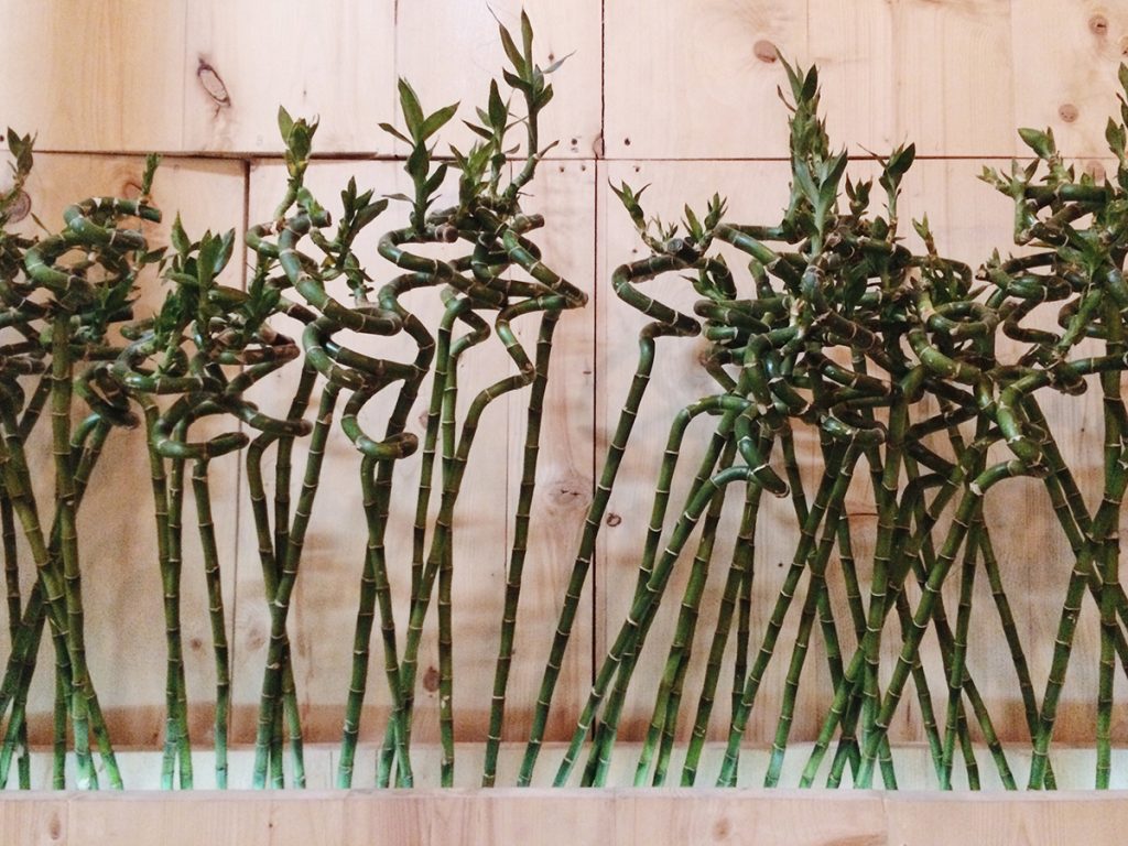 bambus-domnakvadrat