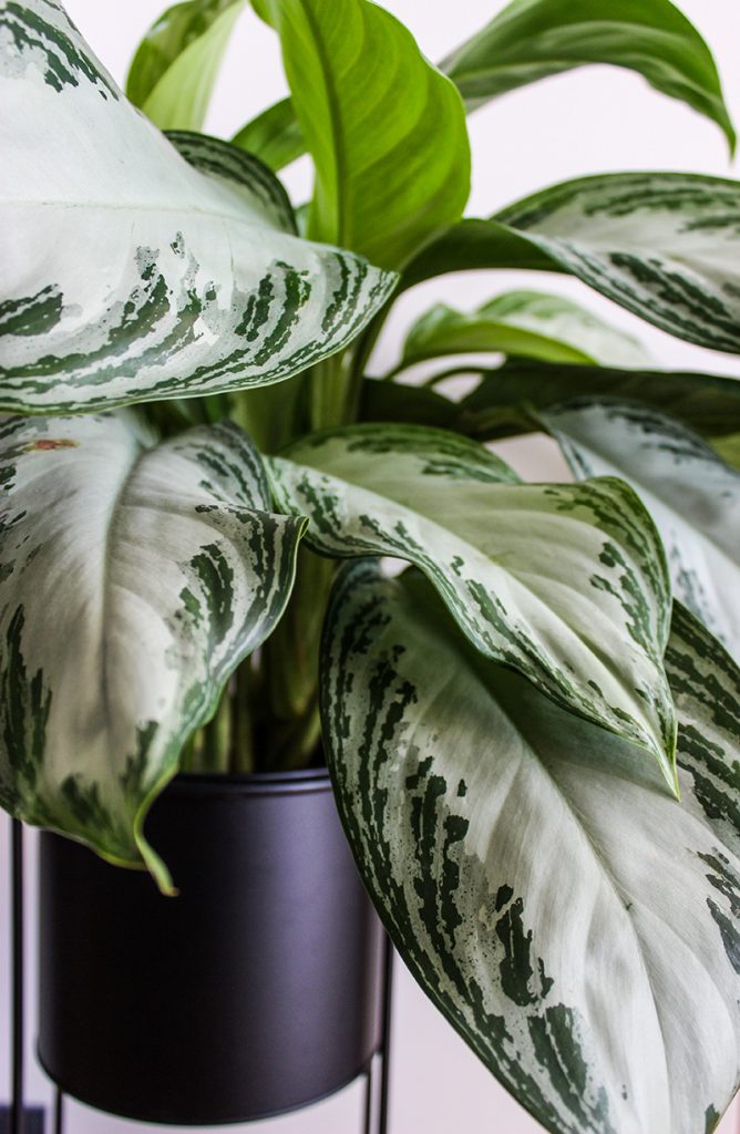 aglaonema-domnakvadrat