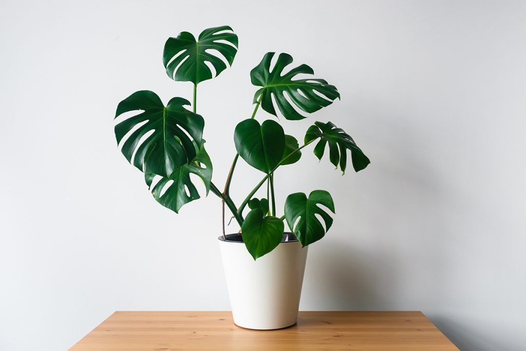 monstera-deliciosa-domnakvadrat