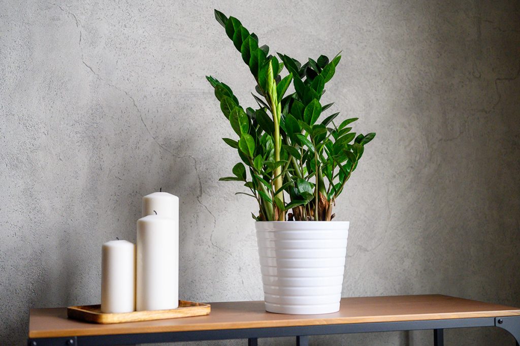 zamioculcas-domnakvadrat