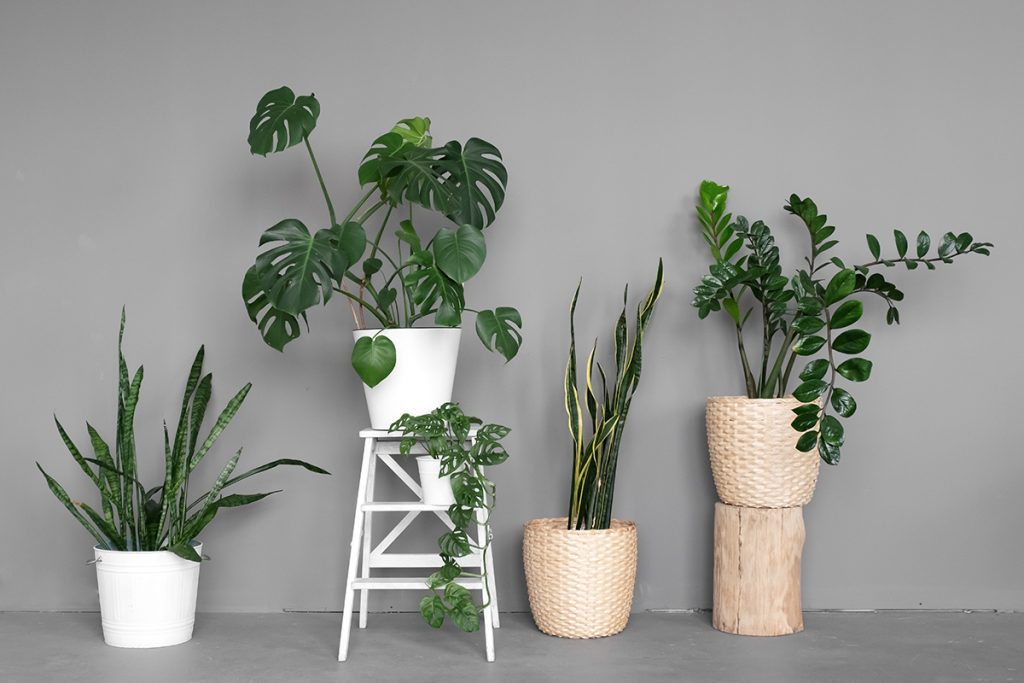 sobne-biljke-monstera-sanseverija-domnakvadrat