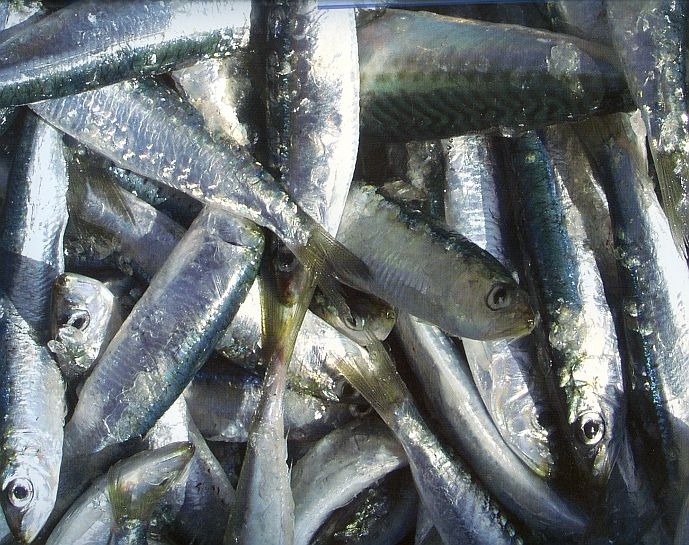 Cuantas sardinas entran en un kilo