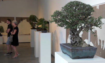 bonsai-expo-medjunarodna-izlozba-domnakavadrat