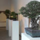 bonsai-expo-medjunarodna-izlozba-domnakavadrat