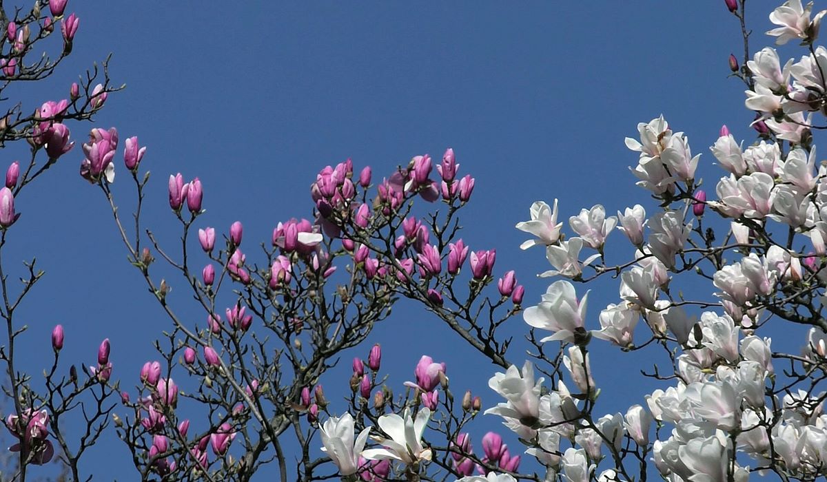 Sve vrste prekrasnih magnolija - Dom na kvadrat