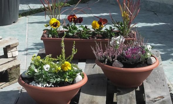 jesenska-kombinacija-biljaka-za-balkone-domnakvadrat-vrtni-centar-sestine