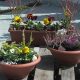 jesenska-kombinacija-biljaka-za-balkone-domnakvadrat-vrtni-centar-sestine