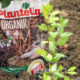 plantella-organik-kila-i-pol-organsko-gnojivo-mirta-domnakvadrat