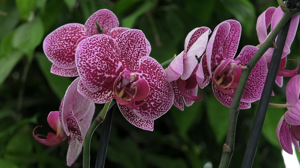 ruzicaste-orhideje-phalenospsis-domnakvadrat